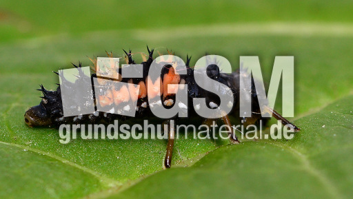 Asiatischer Marienkäfer_Larve (5).jpg